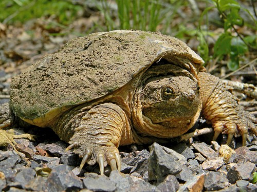 snapping_turtle2