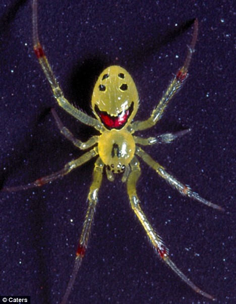 theridion0