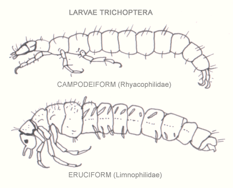 Trichoptera