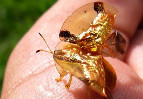 Golden beetle 3