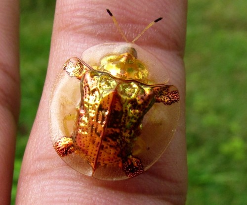 Golden beetle