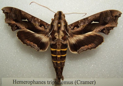 Hemeroplanes Triptolemus 4