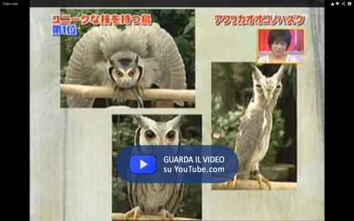 Transforming Owl 2