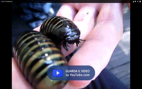 Giant pillbug 1