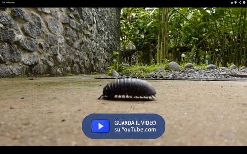 Giant pillbug 2
