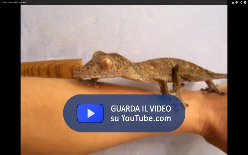 Uroplatus 0