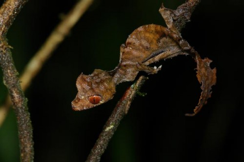 Uroplatus 1