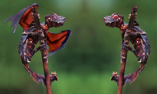 Uroplatus phantasticus