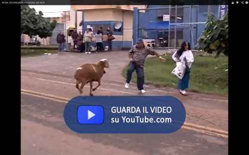 Brazilian Goat