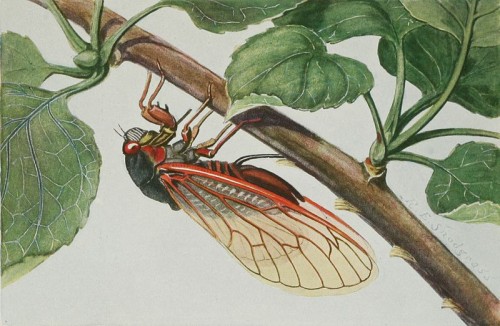 Return of the Cicadas 2