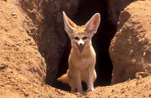 Scout the Fennec 2