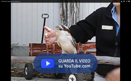 Kookaburra2