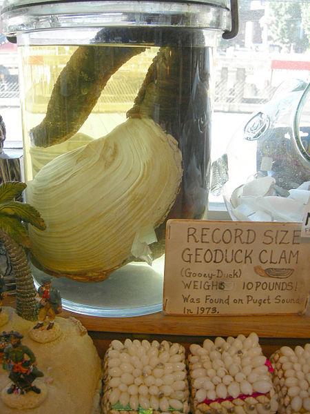 Geoduck 3