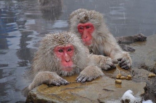Snow Macaque 3