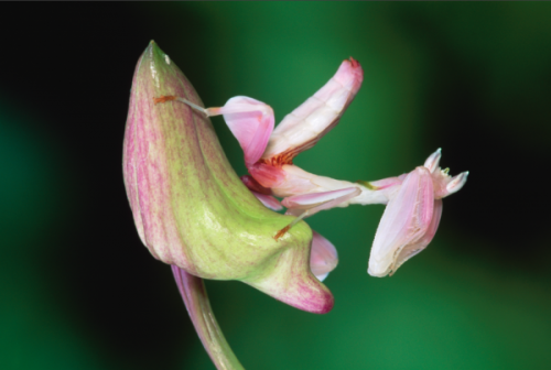 Mantide Orchidea