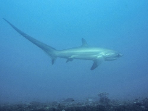 Thresher Shark 2