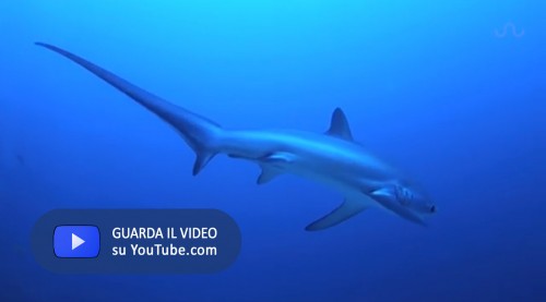 Thresher Shark