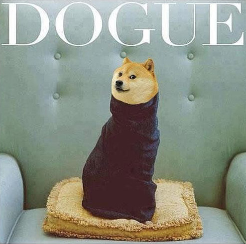 dogue