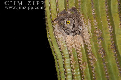 Western Screech Owl, Otus kennicottii