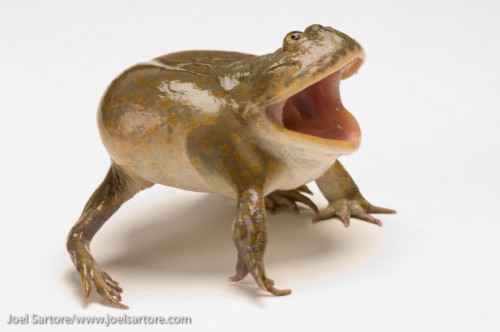 Budgett's frog (Lepidobatrachus laevis) at the Baltimore Aquarium.