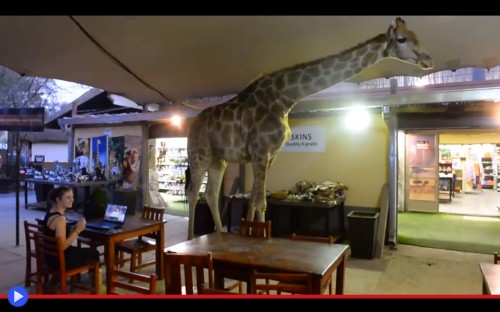 Giraffa nel bar