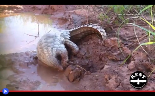 Pangolin in the Mud