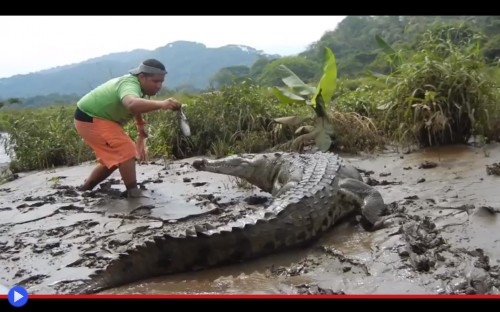 Costa Rican Crocodile