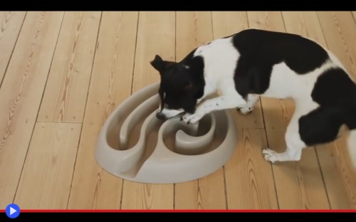 Dog Food Maze 2