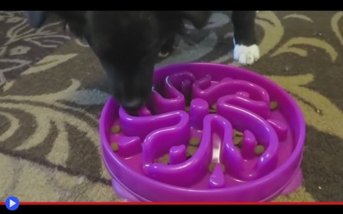 Dog Food Maze 3