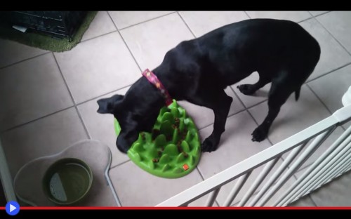 Dog Food Maze