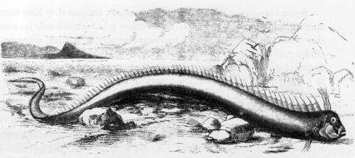 Giant oarfish