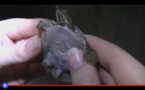 Softshell Turtle 2