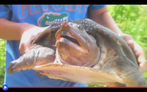 Softshell Turtle 3