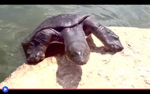 Softshell Turtle