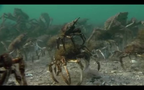 Spider Crabs