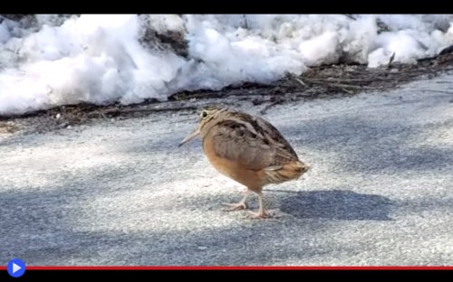 American Woodcock 2