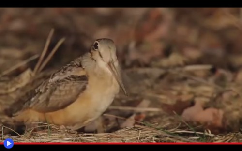 American Woodcock 3