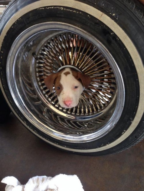 Dog in a Wheel