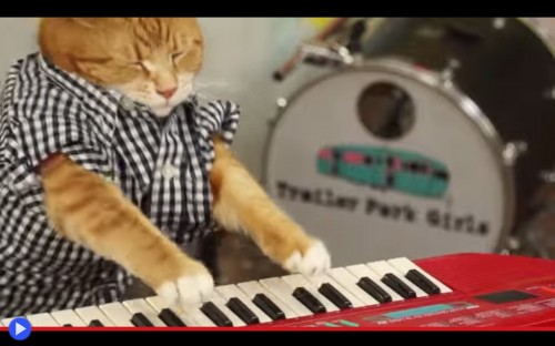 Keyboard Cat Returns
