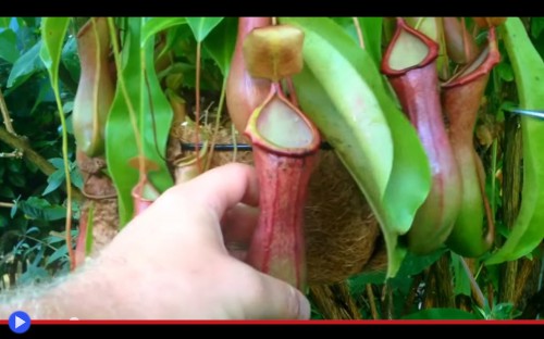 Nepenthes