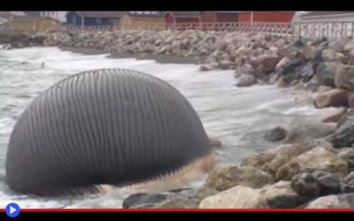 Newfoundland Whale