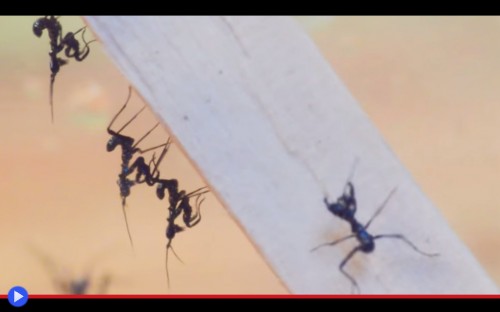 Spiny Flower Mantis 0