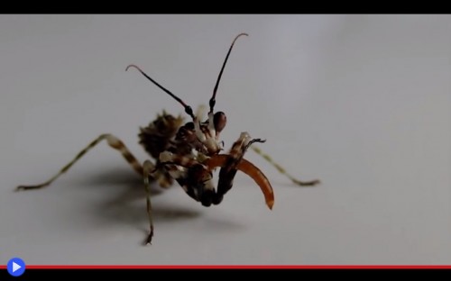 Spiny Flower Mantis 3