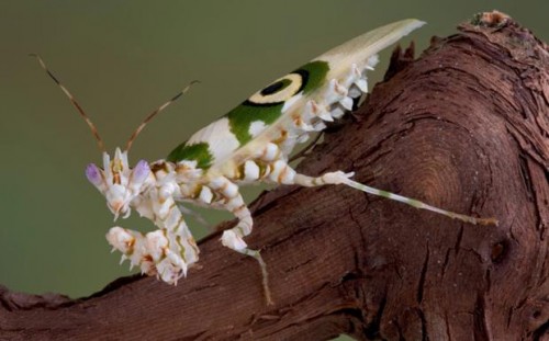 Spiny Flower Mantis 4
