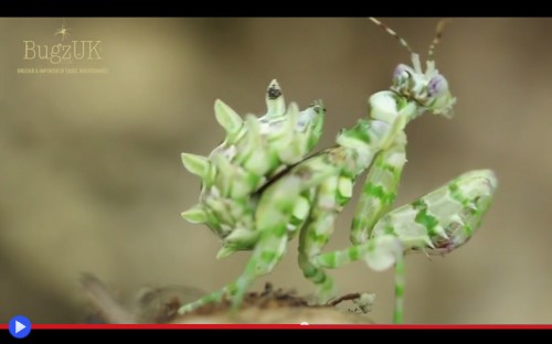 Spiny Flower Mantis