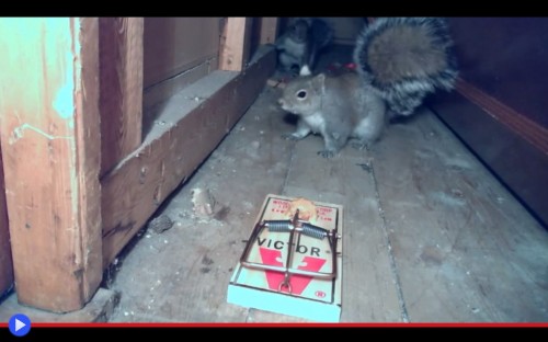 Squirrel Trap