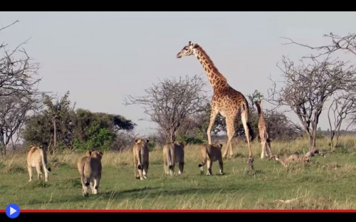 Cucciolo di giraffa