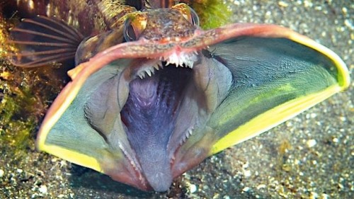 Sarcastic Fringehead 3