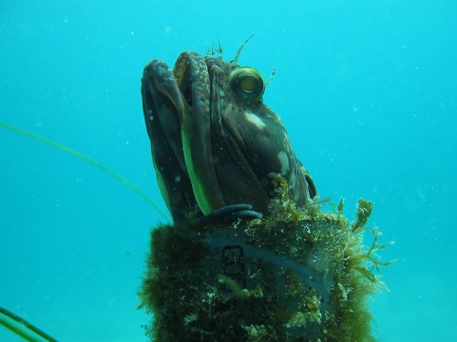 Sarcastic Fringehead 4