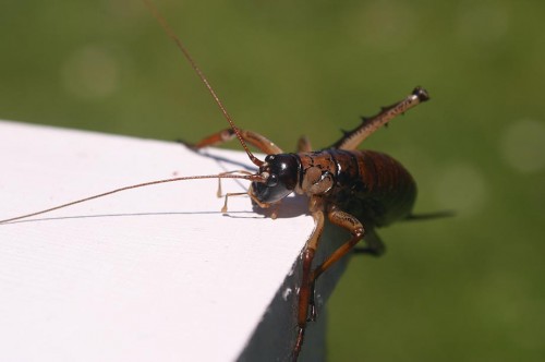 Weta 4